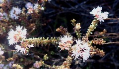 Agathosma ciliaris