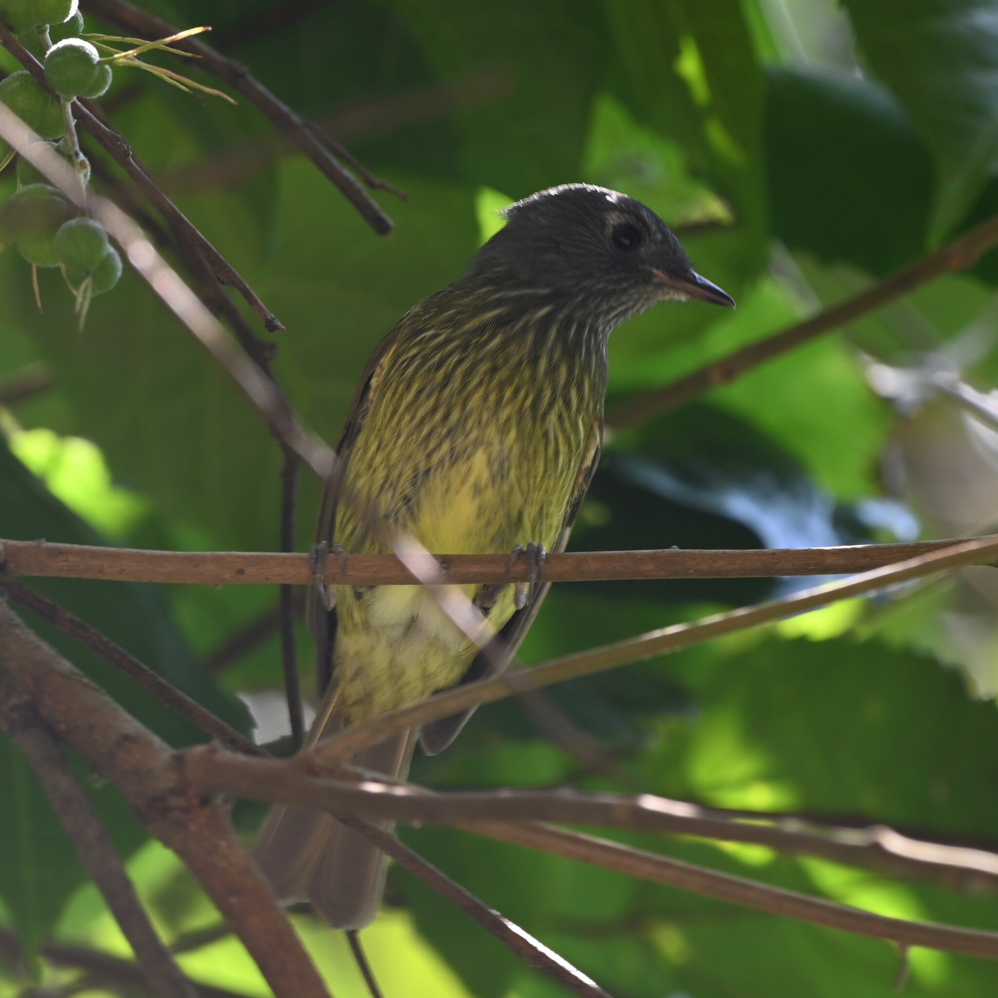 Streak-necked Flycatcher (Mionectes striaticollis), photo 4