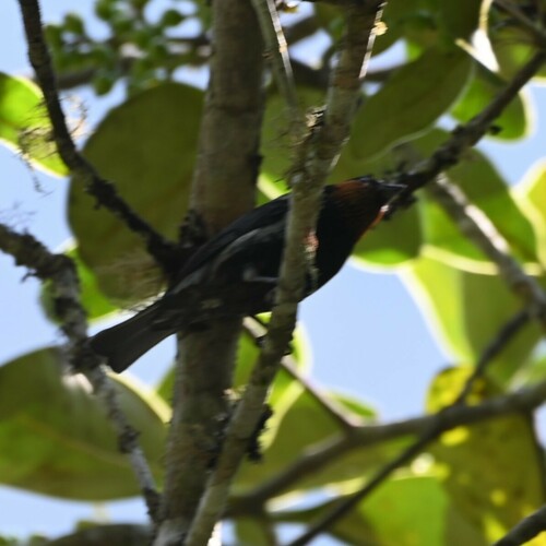 Silver-backed Tanager (Stilpnia viridicollis), photo 4