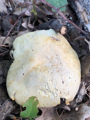 Fungi