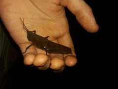 Colpolopha latipennis