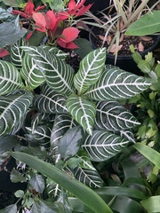 Aphelandra squarrosa