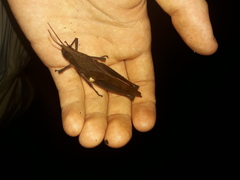 Colpolopha latipennis