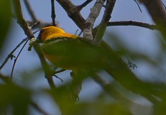 Icterus auratus