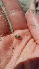 Alloniscus perconvexus