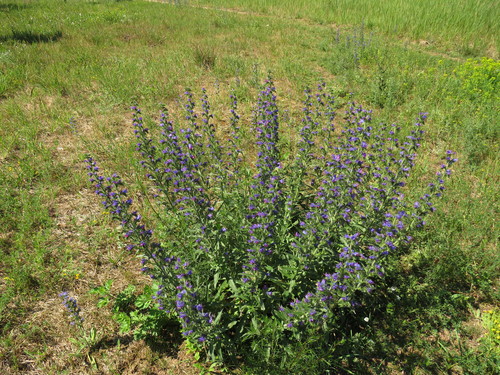 Paprastasis ežeinis