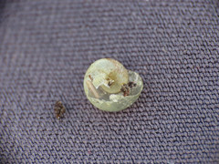 Oligolimax annularis