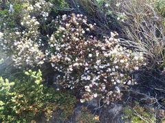 Agathosma ciliaris