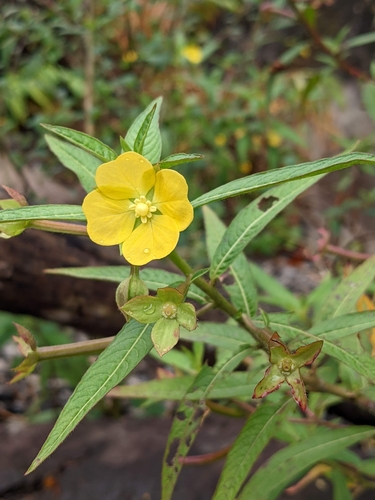 Ludwigia octovalvis observed 2022-05-25