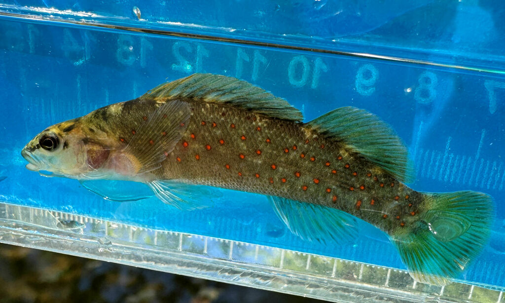 Spotted Darter (Etheostoma maculatum) — Percidae