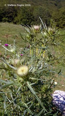 Cirsium lobelii