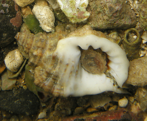 Gutturnium muricinum, 2022-06-19