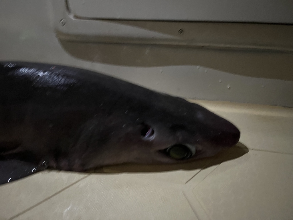 Gulper shark (Centrophorus granulosus) — Centrophoridae