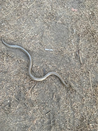 iNaturalist observation photo of Northern Rubber Boa