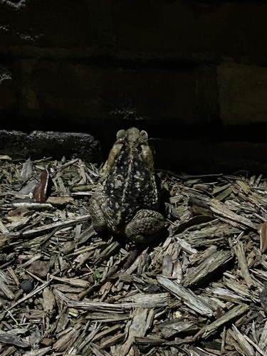 Cane Toad