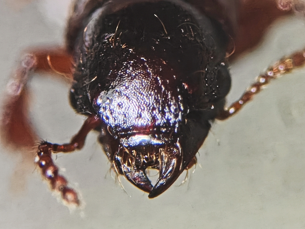 Osorius planifrons