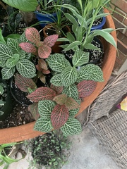 Fittonia