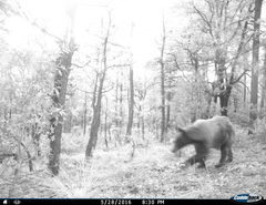 Ursus americanus machetes