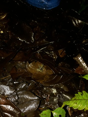 Ranitomeya variabilis