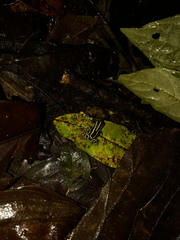 Ranitomeya variabilis