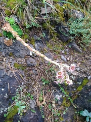 Sempervivum tectorum