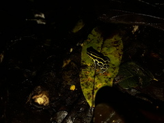 Ranitomeya variabilis