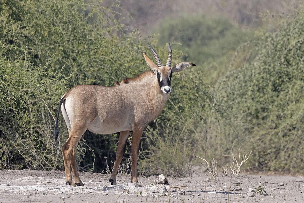 Hippotragus equinus equinus, Chobe National Park, Botswana, by dushenkov