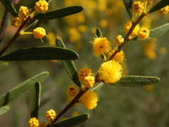 Acacia montana, photograph (c) Bryce Watts-Parker, some rights reserved (CC BY)