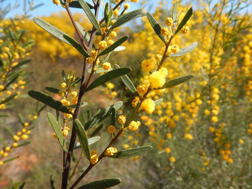 Acacia montana, photograph 3