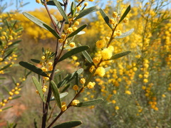 Acacia montana, photograph (c) Bryce Watts-Parker, some rights reserved (CC BY)