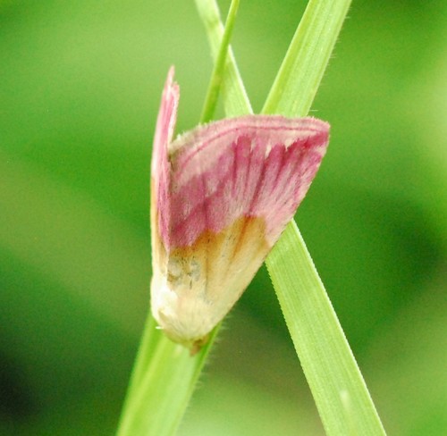 Eublemma purpurina