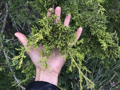 Cupressus abramsiana