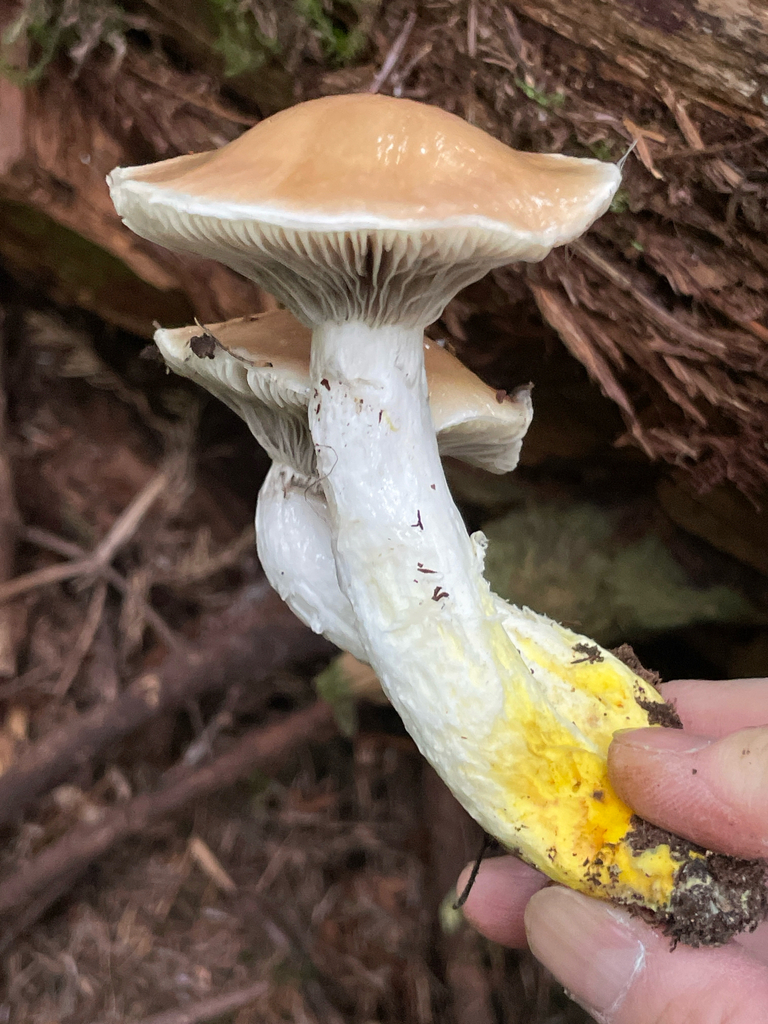 Gomphidius sp. 'glutinosus-PNW02'