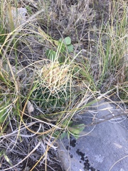 Echinofossulocactus lloydii