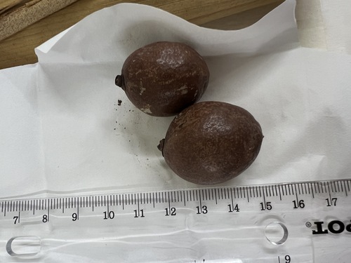 Pritchardia glabrata observed 2024-05-16