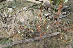 Gratiola virginiana
