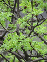 Bursera penicillata