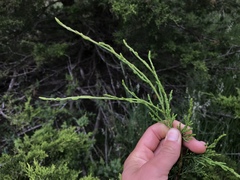 Cupressus abramsiana