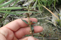 Gratiola virginiana