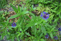 Centaurea montana