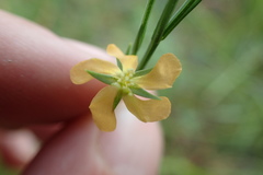 Hypericum drummondii