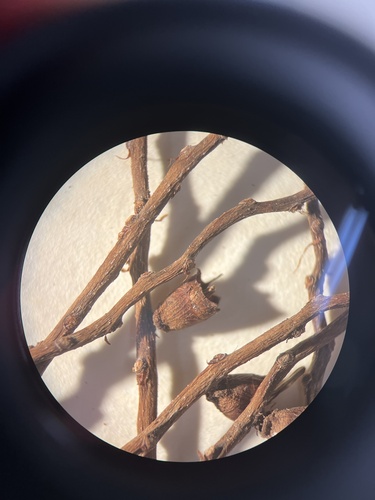 Pritchardia glabrata observed 2024-05-16
