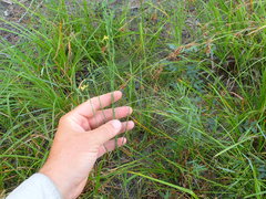 Hypericum drummondii
