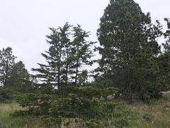 Cupressus abramsiana