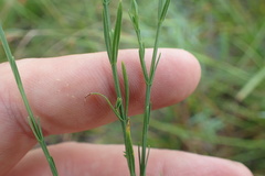 Hypericum drummondii