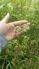 Conium maculatum