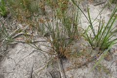 Juncus diffusissimus