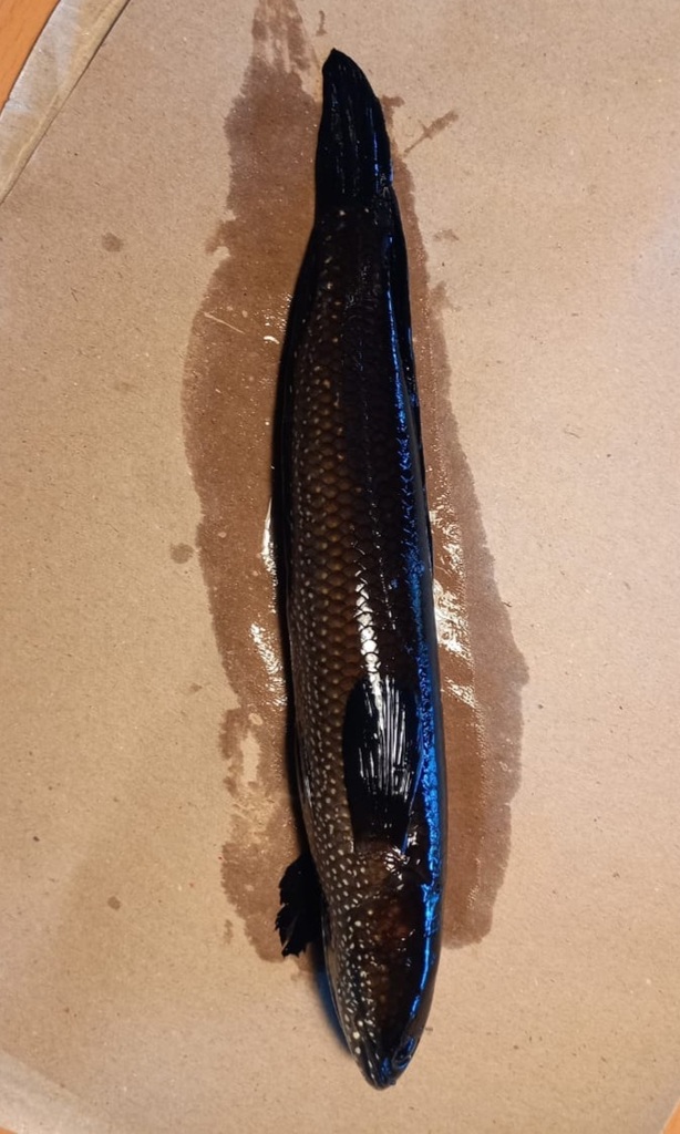 Bluespotted Snakehead