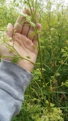Conium maculatum