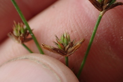 Juncus diffusissimus